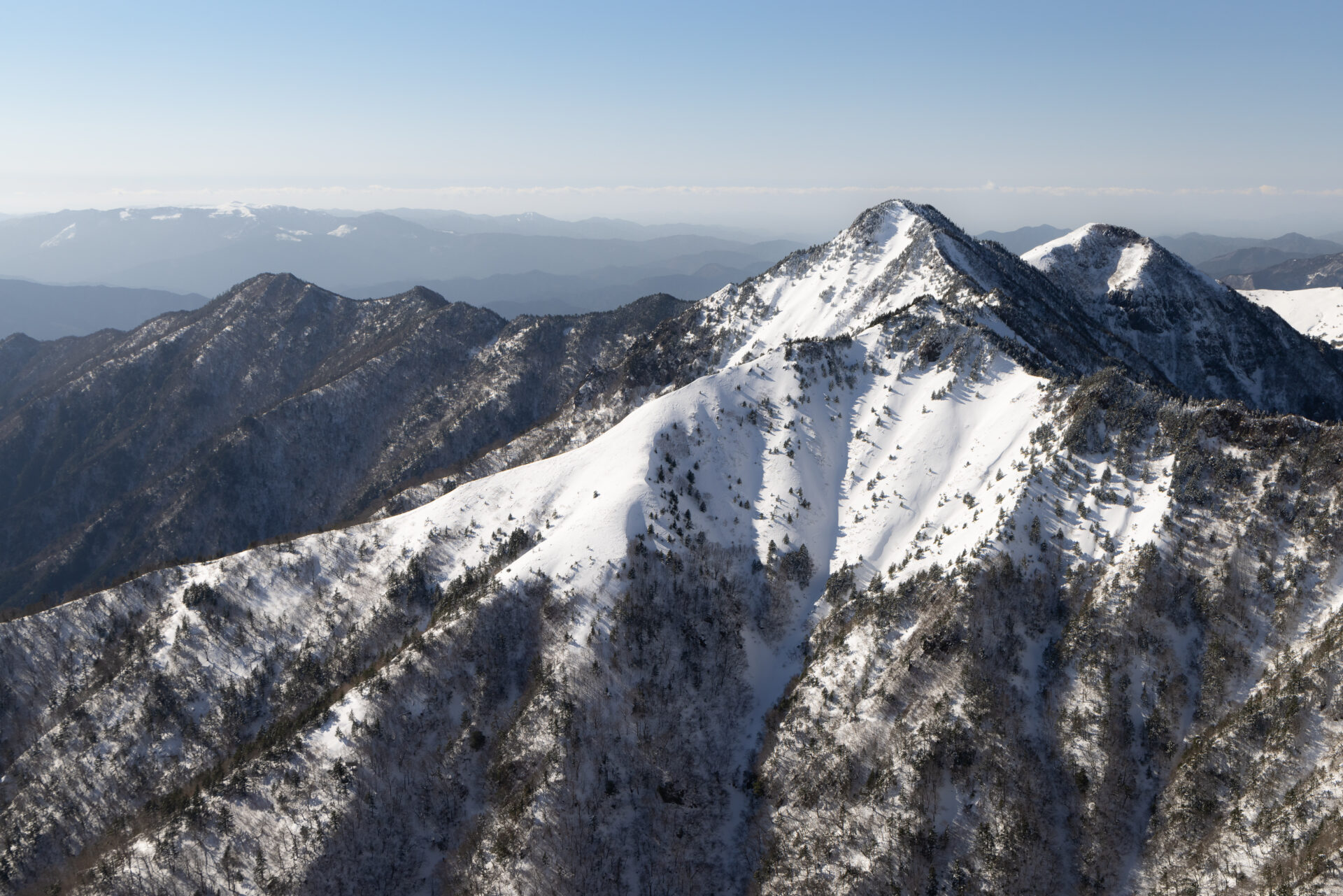 石鎚五葉、懸崖、山採取、60年強 目立った汚れ傷無し くにちん様のみ