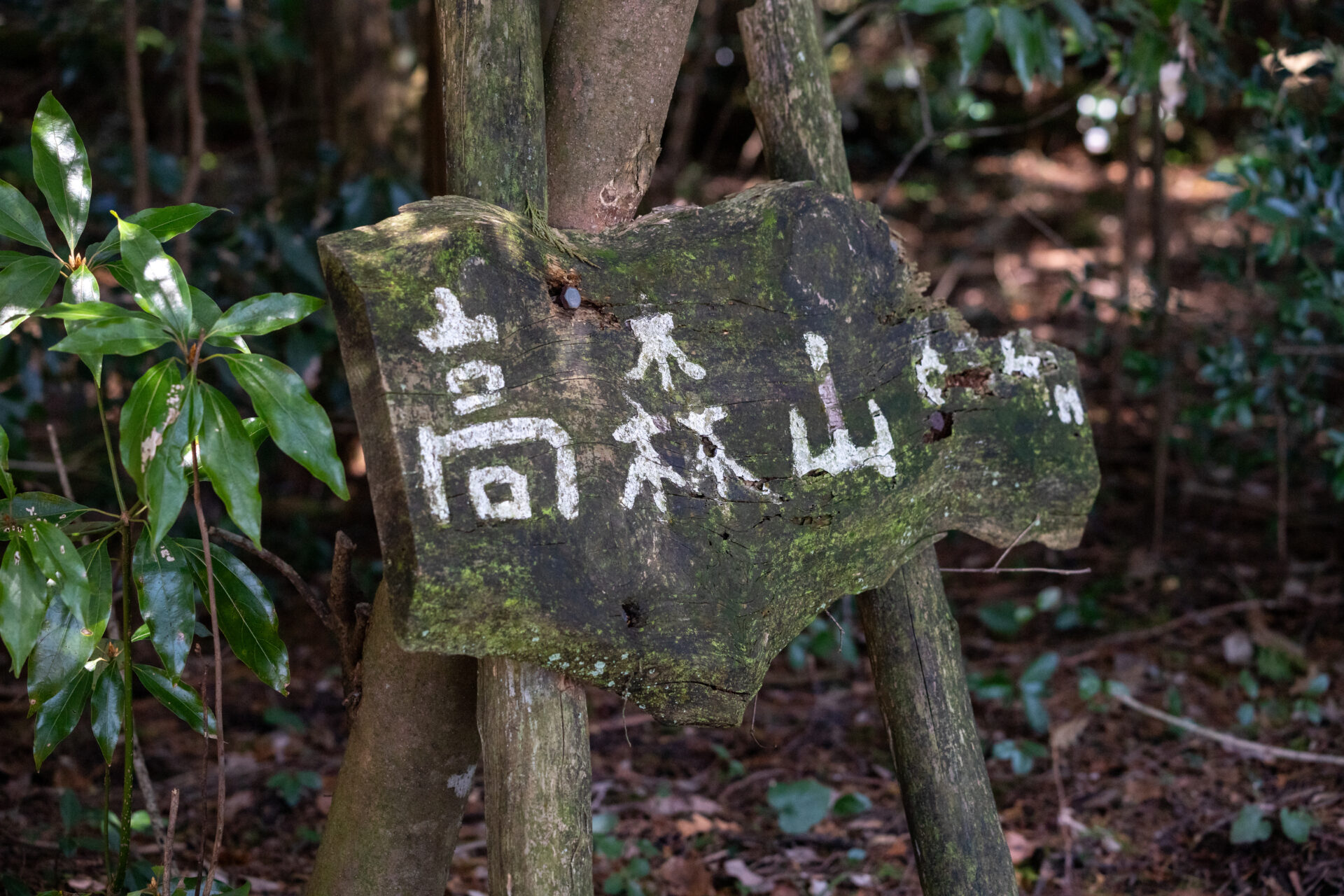 高森山【愛媛/四国百名山】 | しこぐらBLOG